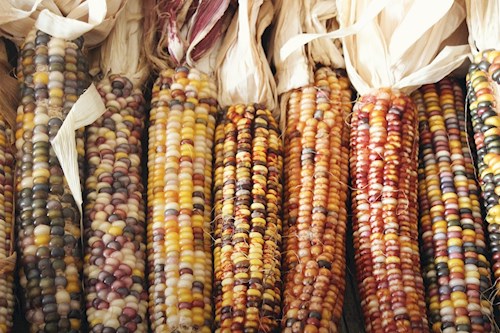 Various colors of Corn