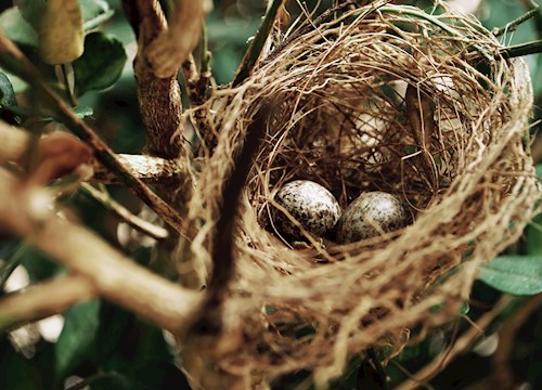 egg in bird nest